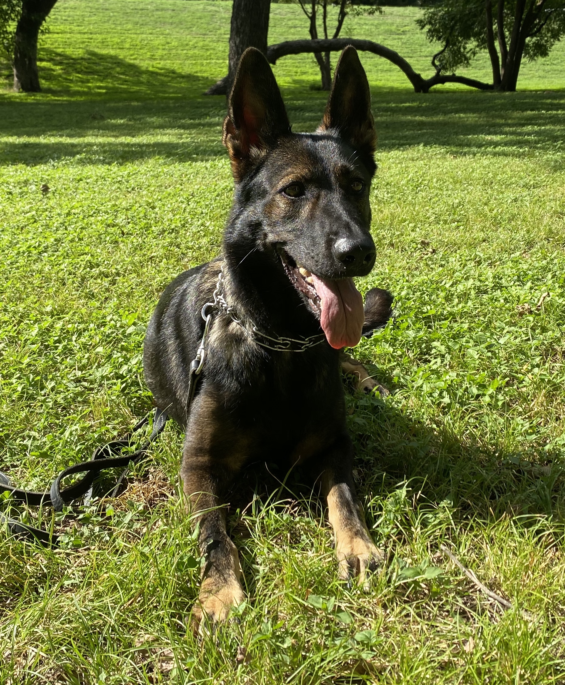 Help, My German Shepherd Dog Guards His Food Dish!