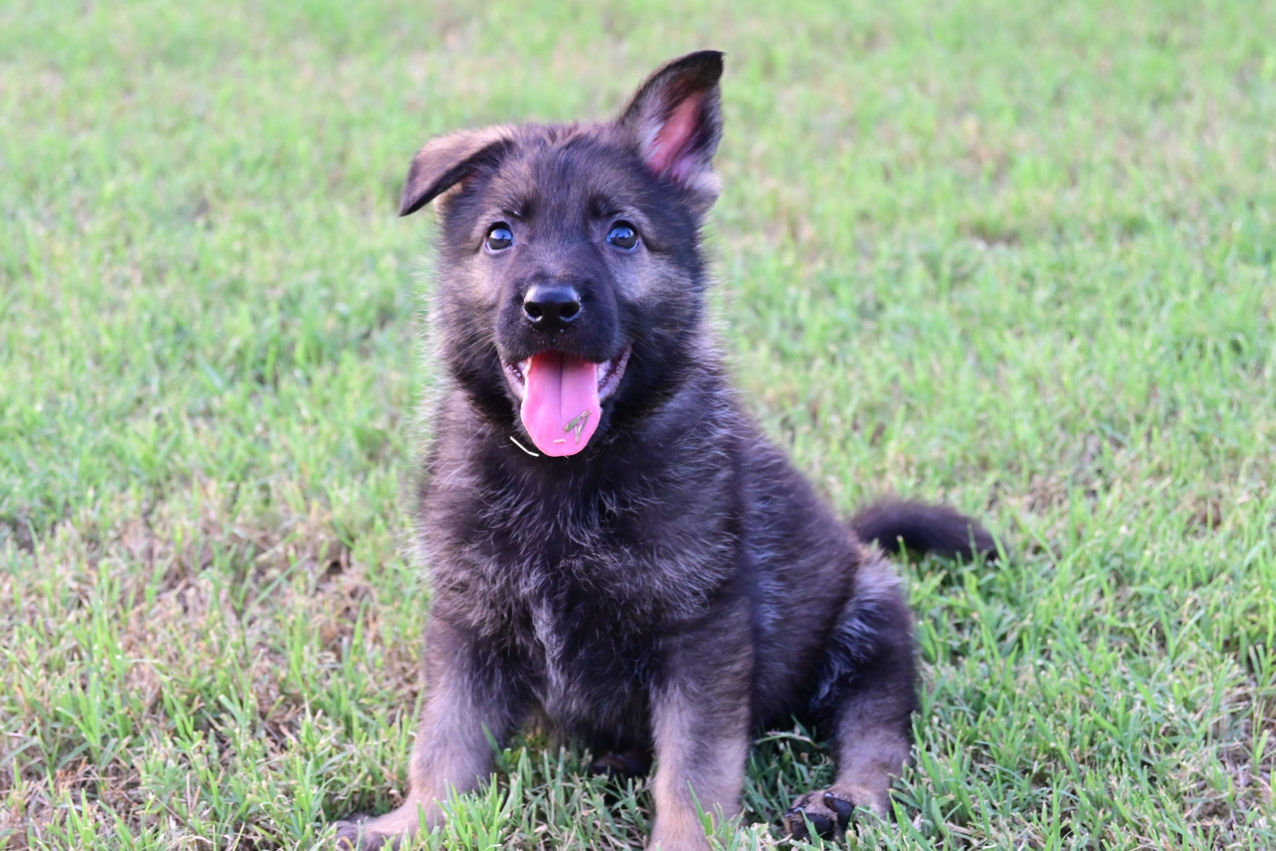 Consider Leashing Your Czech German Shepherd Puppy While Indoors