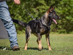 History of Alsatian Shepherds