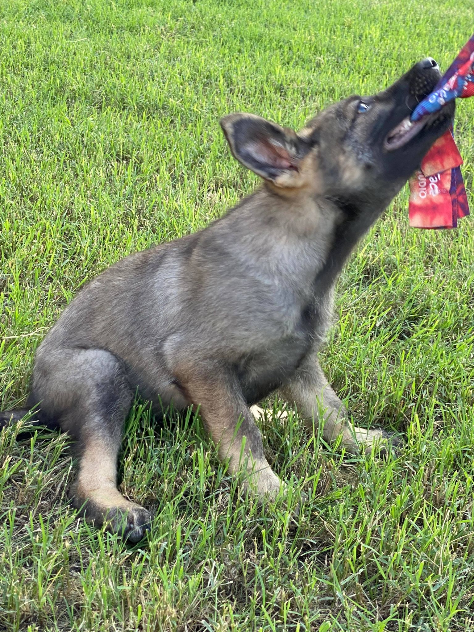 Double Blind Searches in Training Work Line German Shepherds