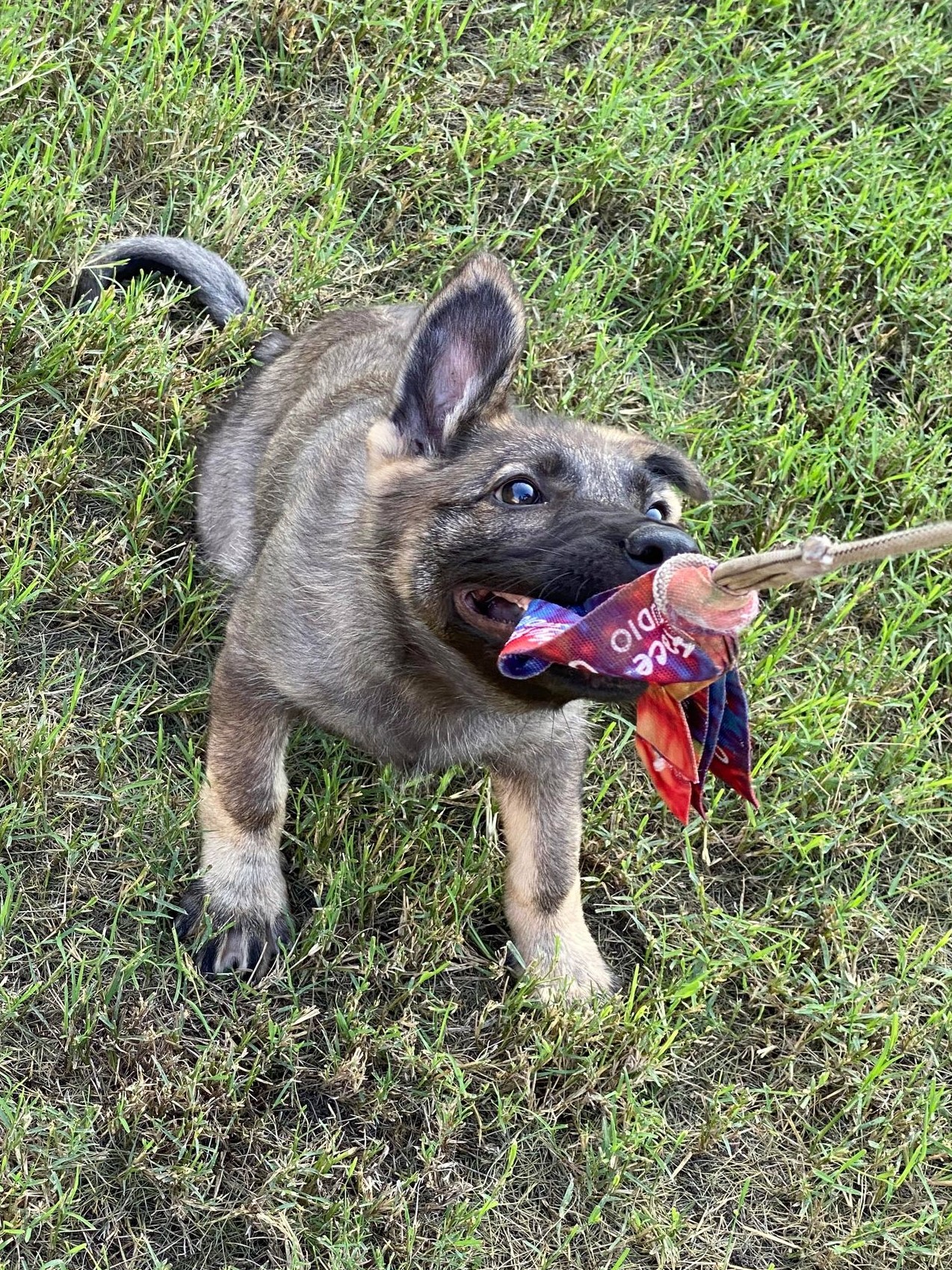 German Shepherd Puppies: Sometimes Referred to as German Sheepdog Puppies