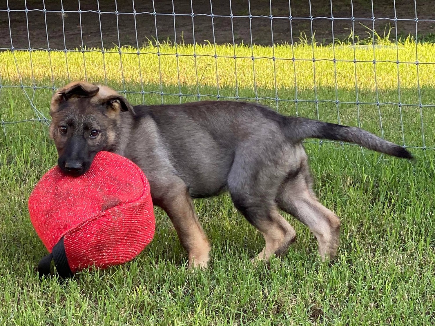 Working Line German Shepherd Breeders