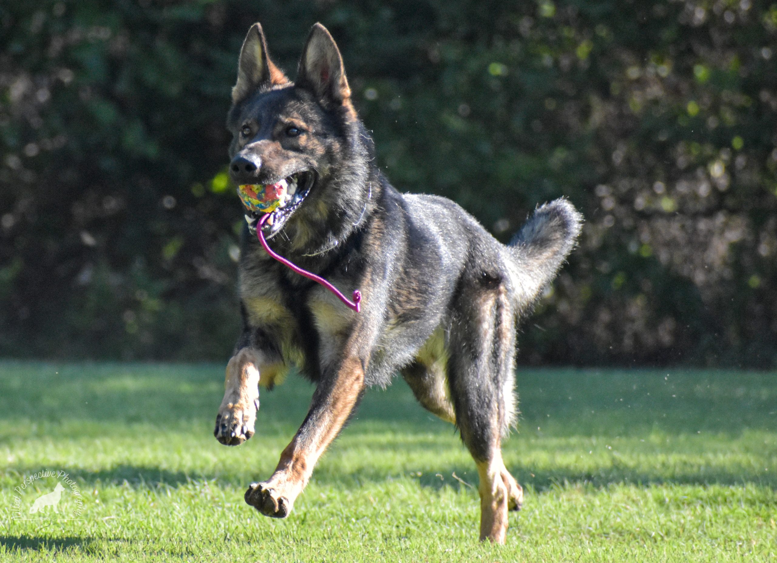 Common German Shepherds Health Problems