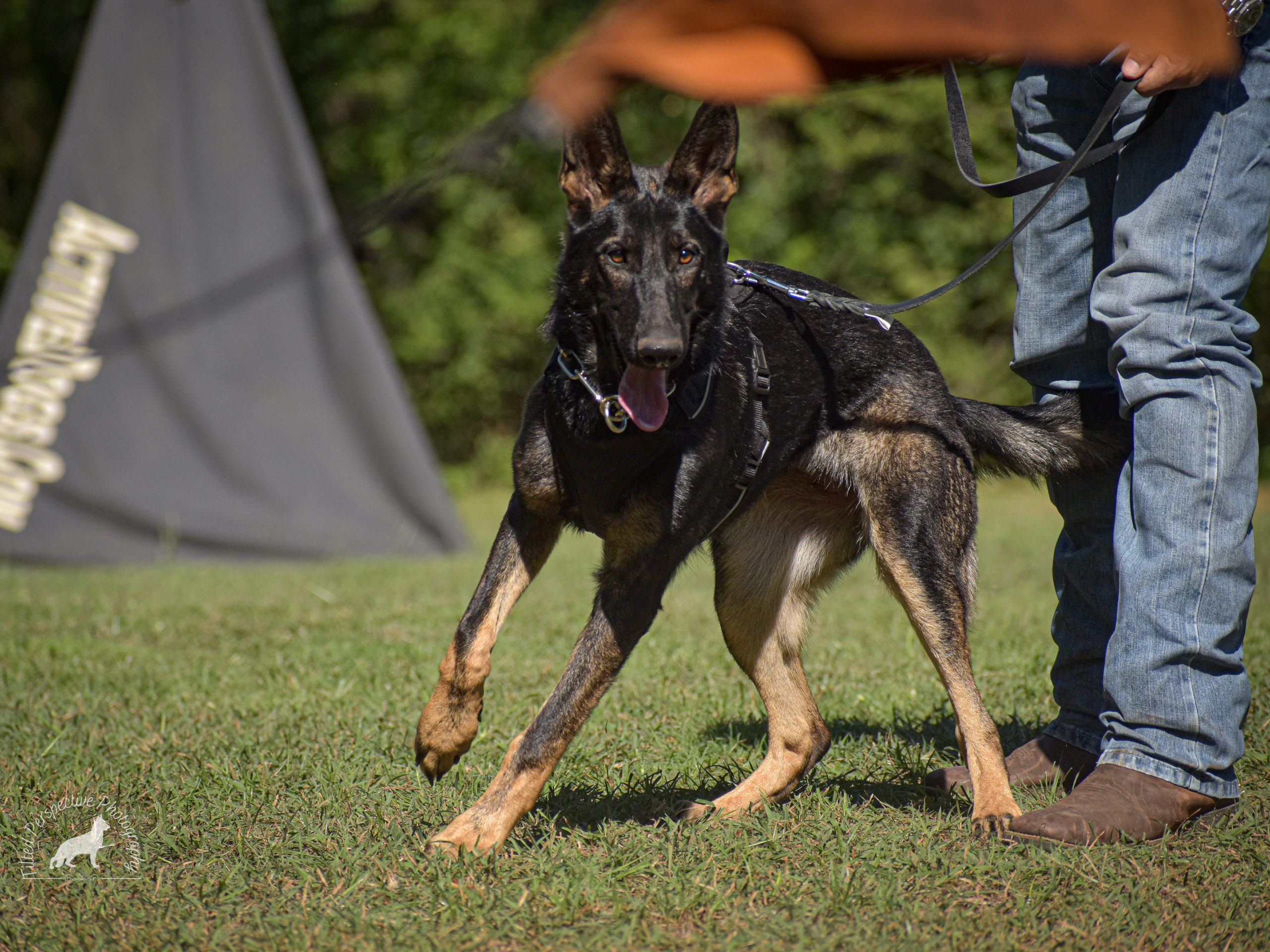 Ball Drive in Working Line German Shepherd Puppies