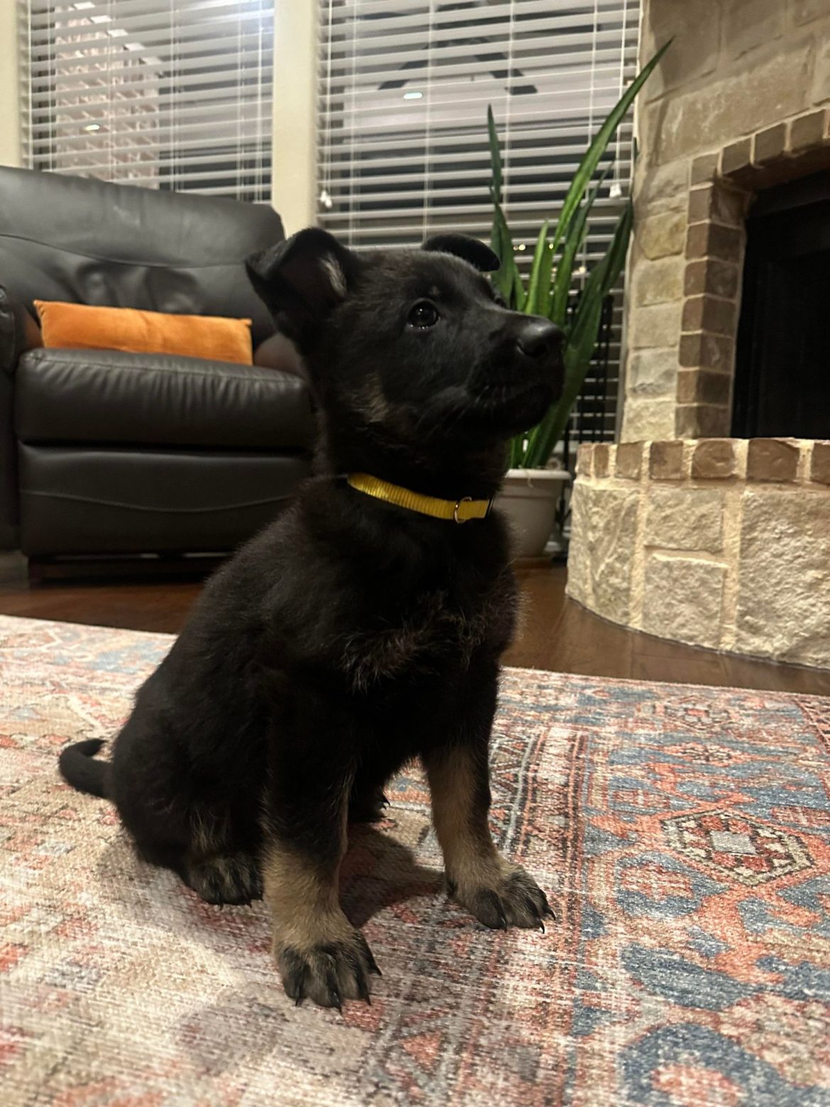 Schutzhund Training Your Working Line German Shepherd Puppy