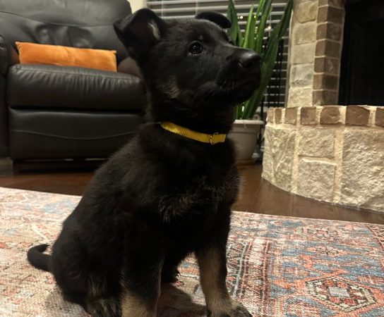 Schutzhund Training Your Working Line German Shepherd Puppy