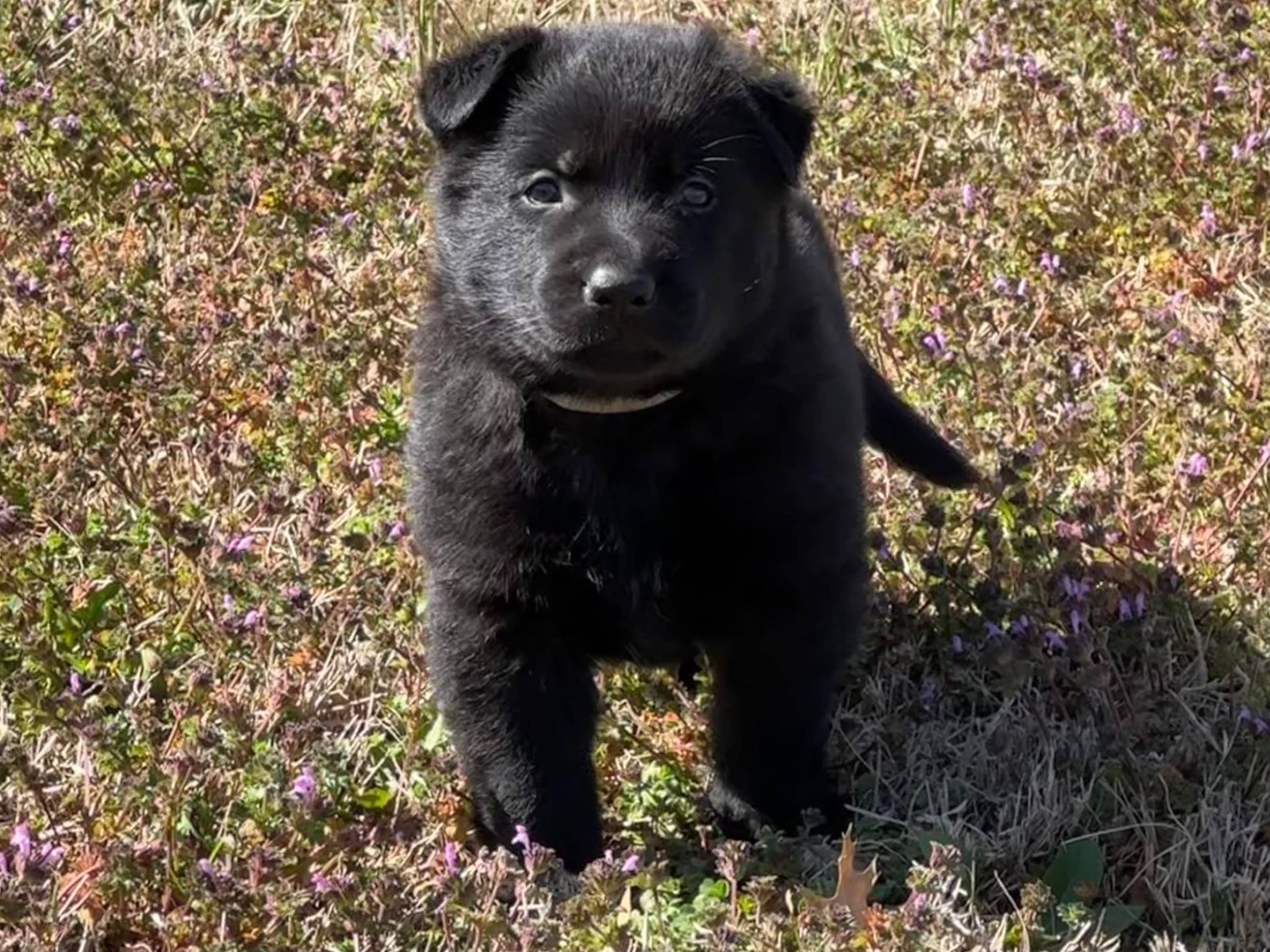 ddr_german_shepherd_puppy