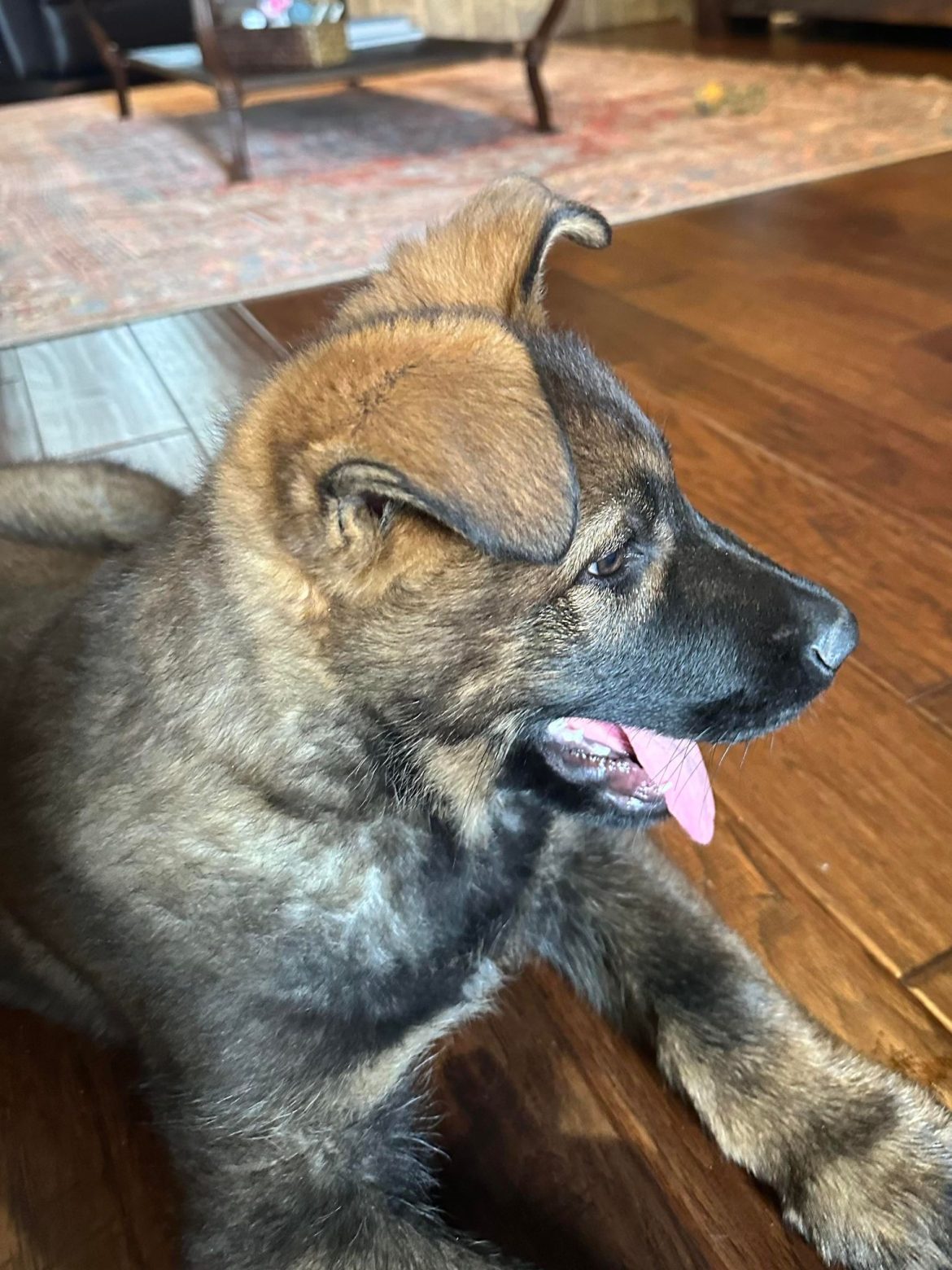 Socializing Your German Shepherd Puppy: Part II