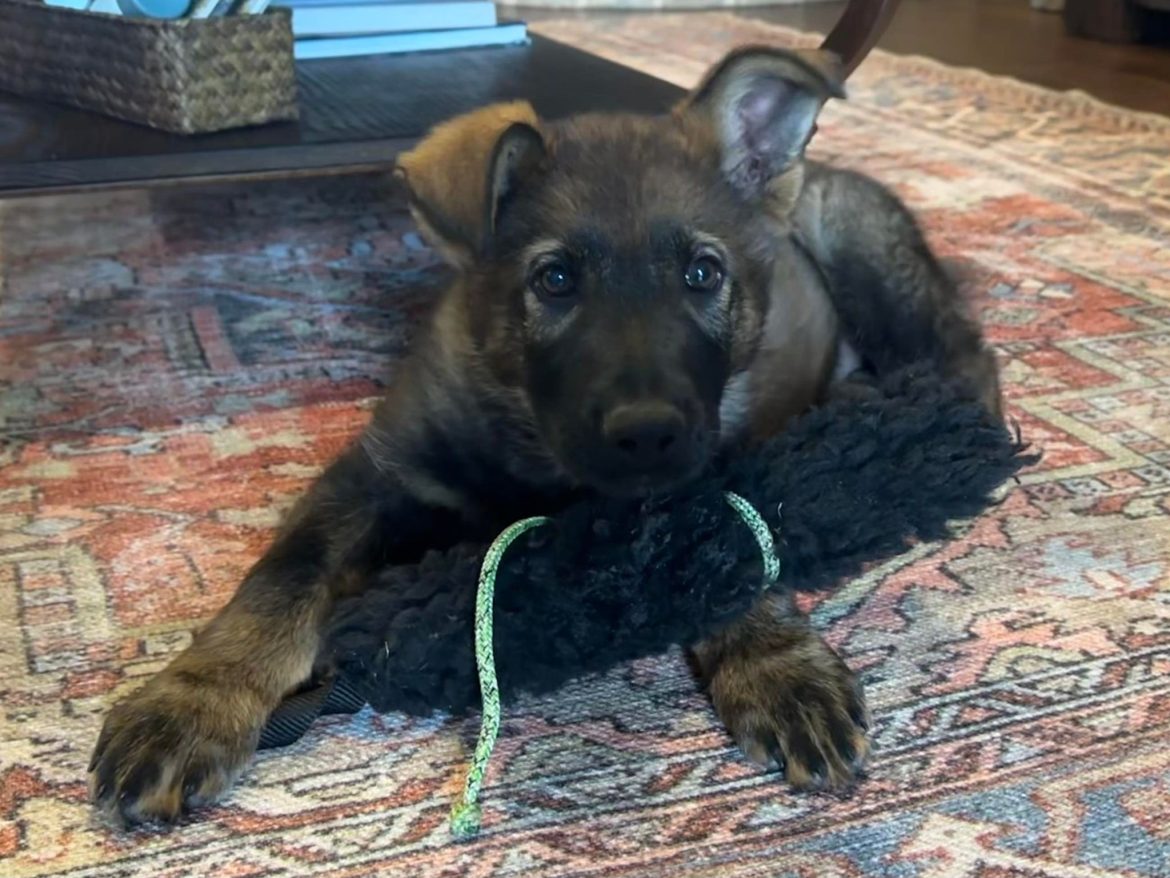 Where to Find the Perfect German Shepherd Puppies for Sale in Texas