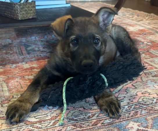 Where to Find the Perfect German Shepherd Puppies for Sale in Texas