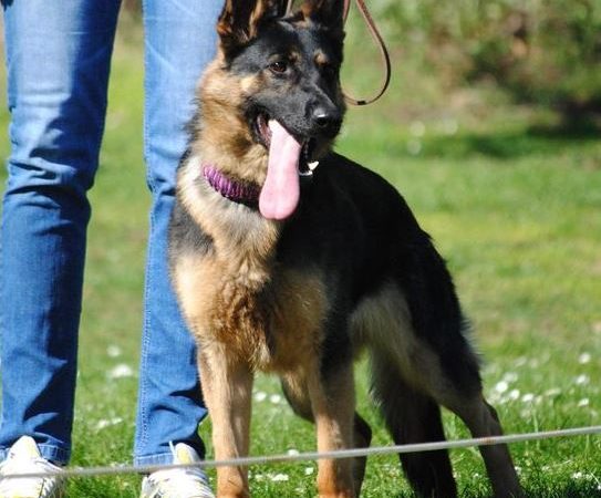 Are Czech German Shepherds Rare?