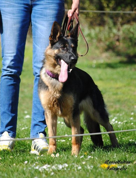 Are Czech German Shepherds Rare?