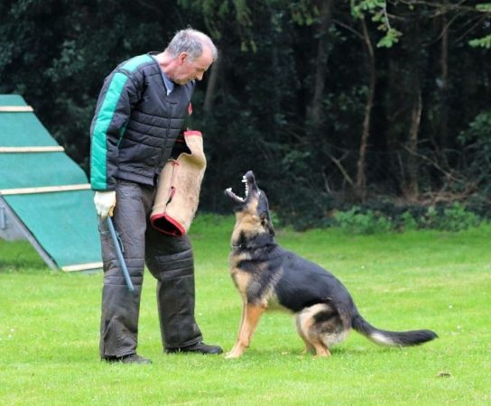 Bite Work Training Sequence for Working Line German Shepherds