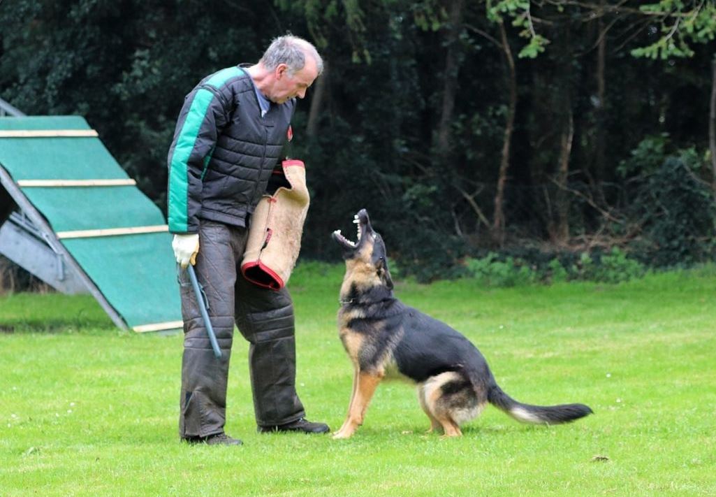 Bite Work Training Sequence for Working Line German Shepherds