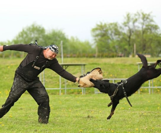 Alsatian Dogs for Schutzhund Training