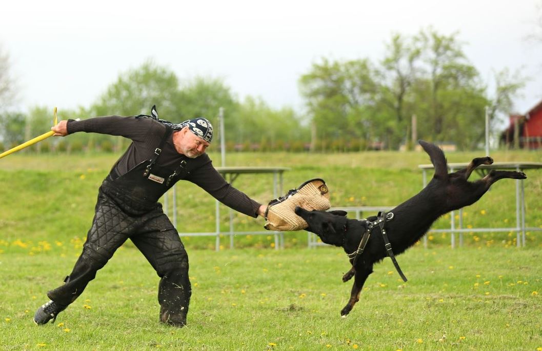 Alsatian Dogs for Schutzhund Training