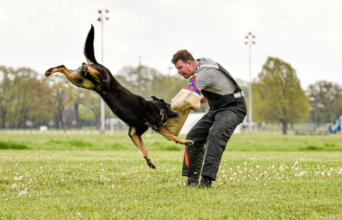 Looking for a German Shepherd for sale: Consider a Working Line GSD?