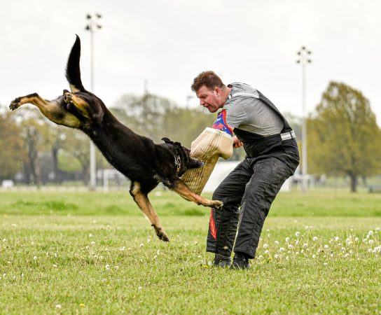 Looking for a German Shepherd for sale: Consider a Working Line GSD?