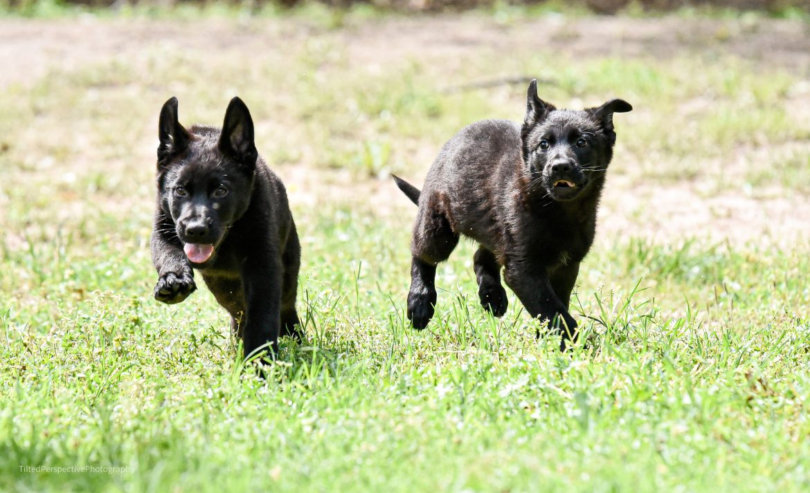 The Joy of Finding That Perfect German Shepherd Puppy for Sale