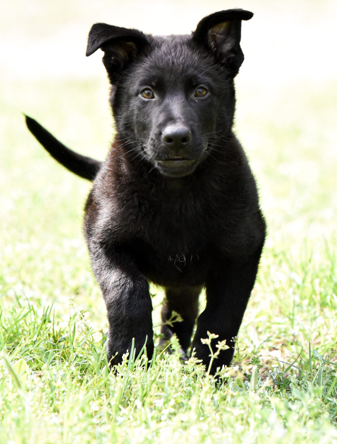 Why A GSD Working Line Puppy Might Make Them the Perfect Choice 