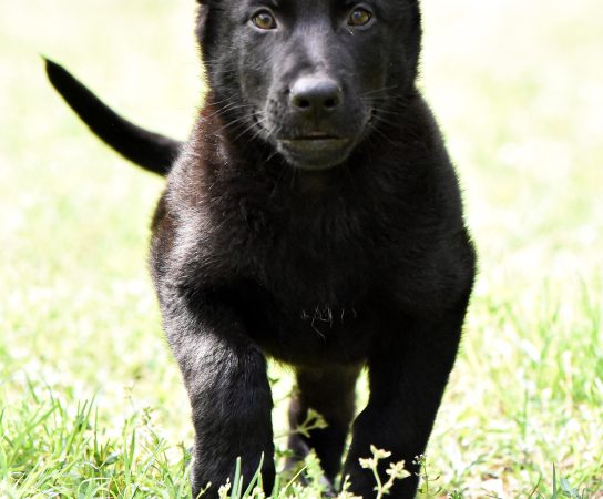 Why A GSD Working Line Puppy Might Make Them the Perfect Choice 