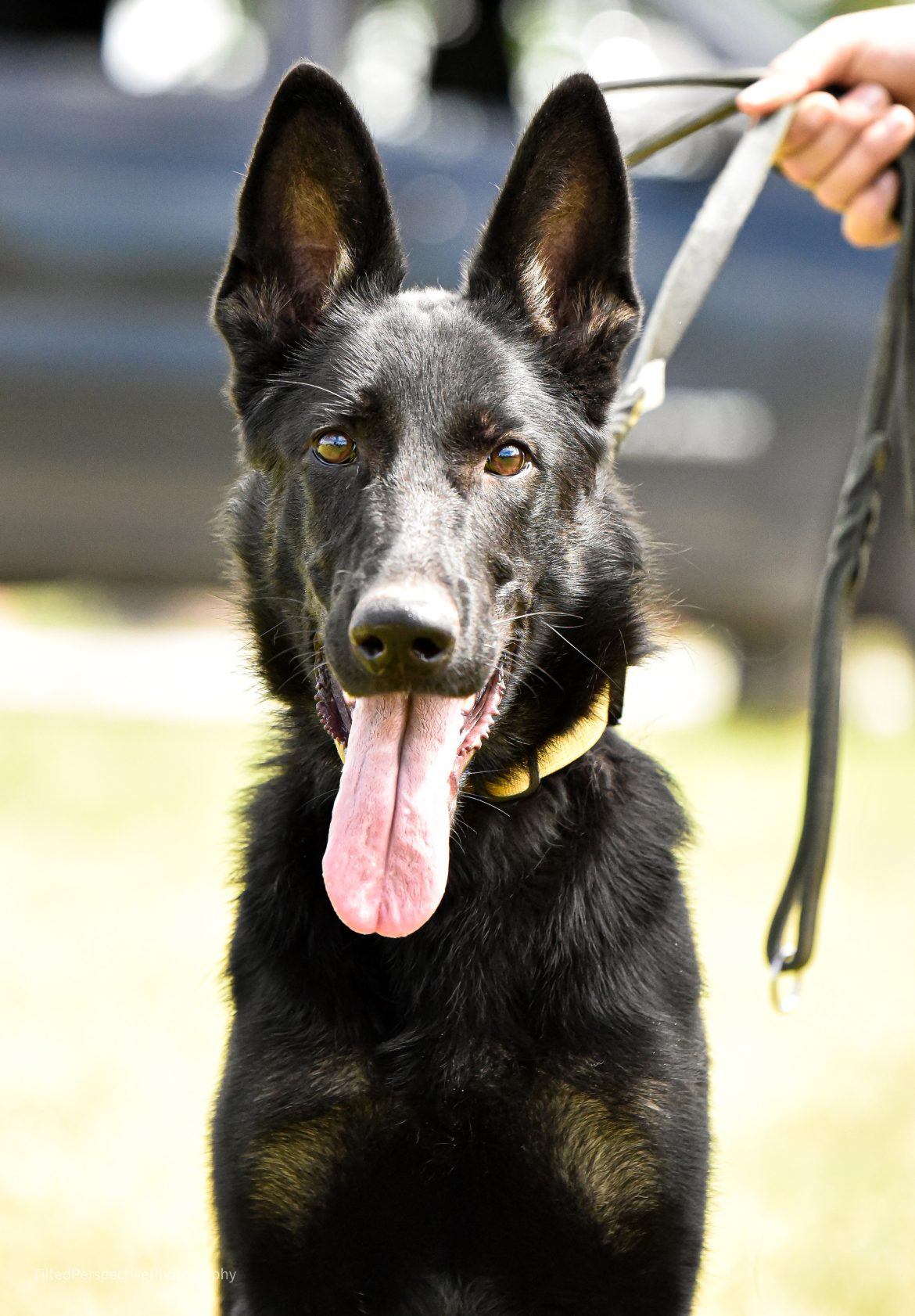 The Athletic Requirements for a German Shepherd Dog Completing an IGP Exam