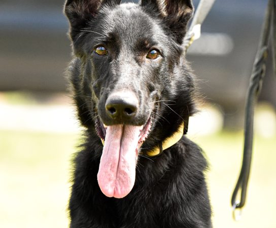 The Athletic Requirements for a German Shepherd Dog Completing an IGP Exam