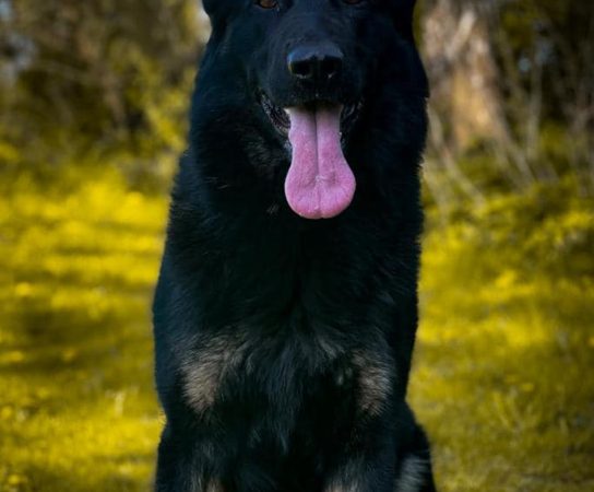 Health Benefits of Working Line German Shepherds for Home Protection