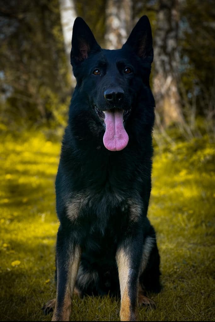 Health Benefits of Working Line German Shepherds for Home Protection