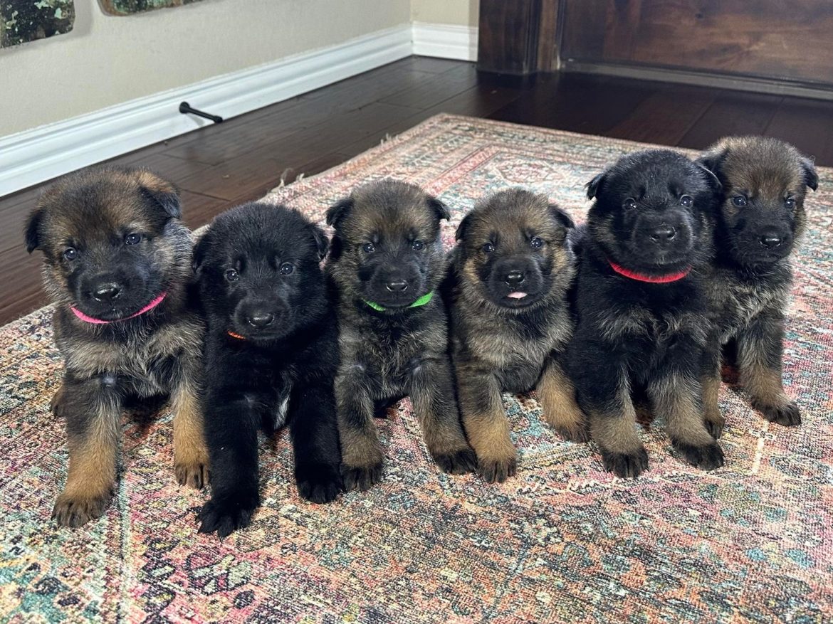 Searching for a German Shepherd Puppy for Sale