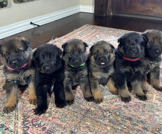 Searching for a German Shepherd Puppy for Sale