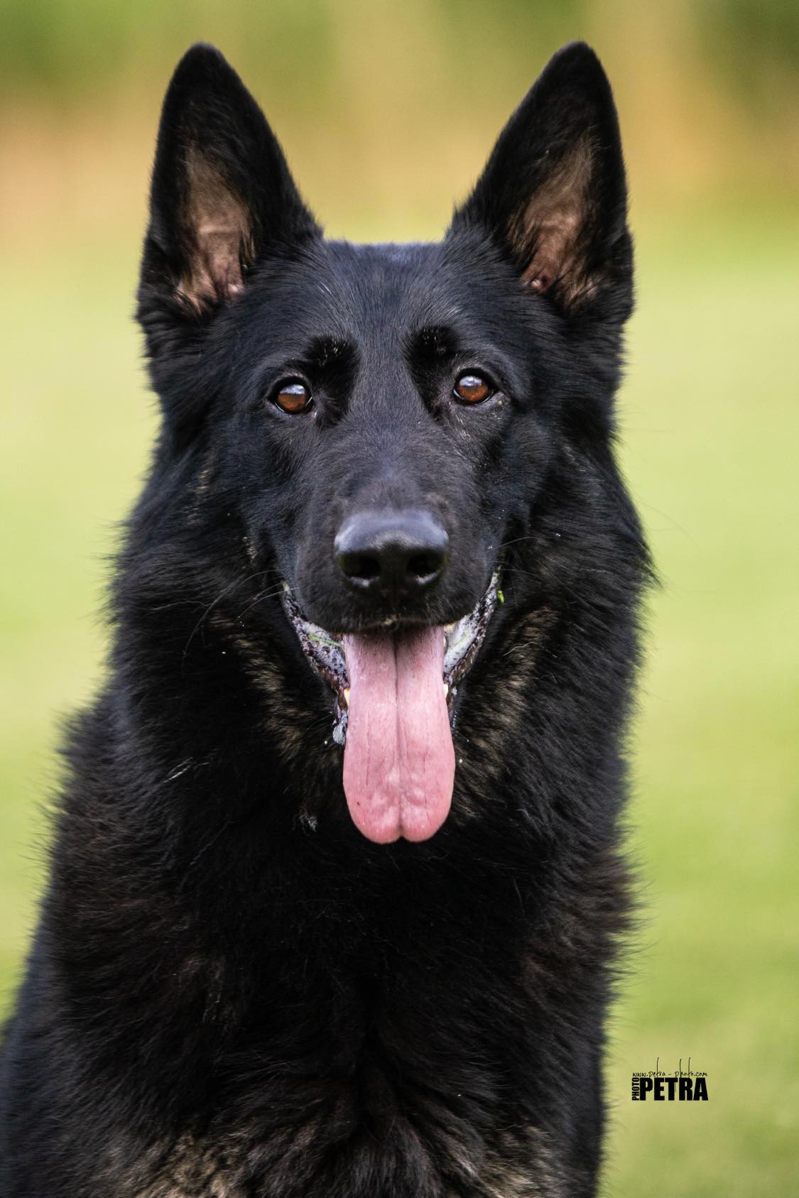 Long-Haired German Shepherd Dogs in Working Lines?