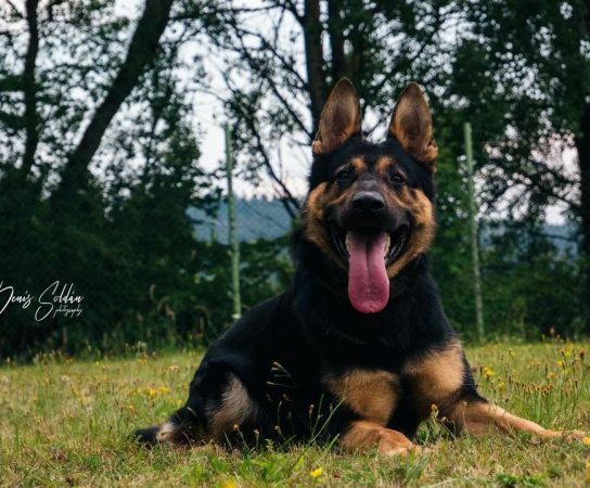 What Attributes to Look for in a Working Line German Shepherd for Schutzhund Training