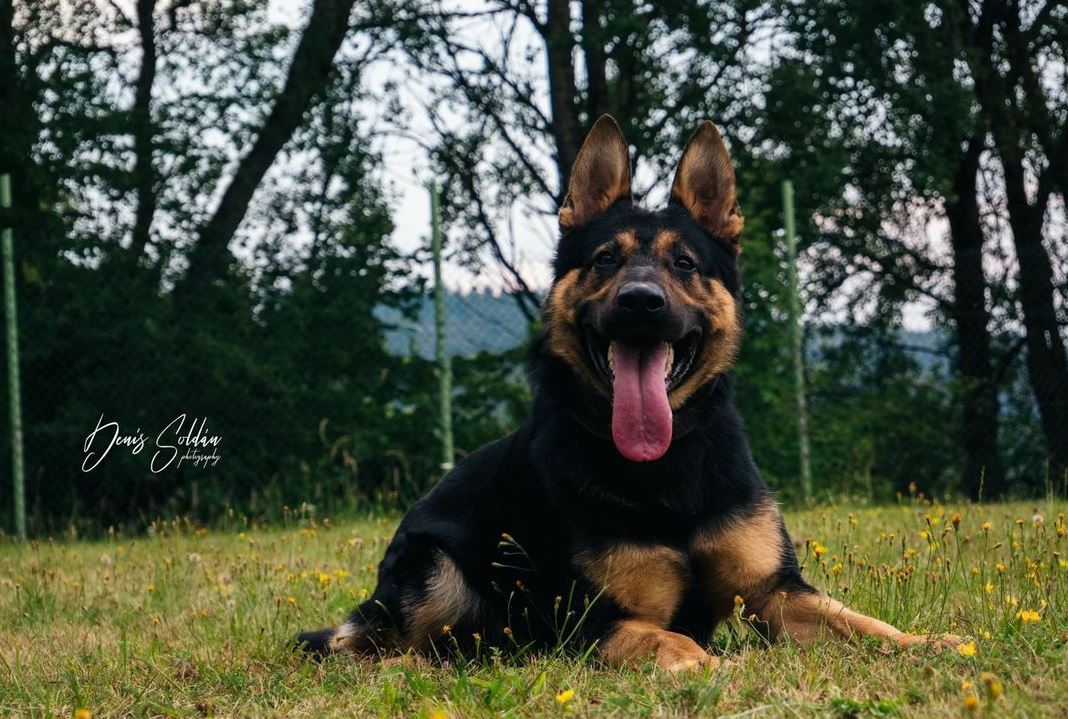 What Attributes to Look for in a Working Line German Shepherd for Schutzhund Training