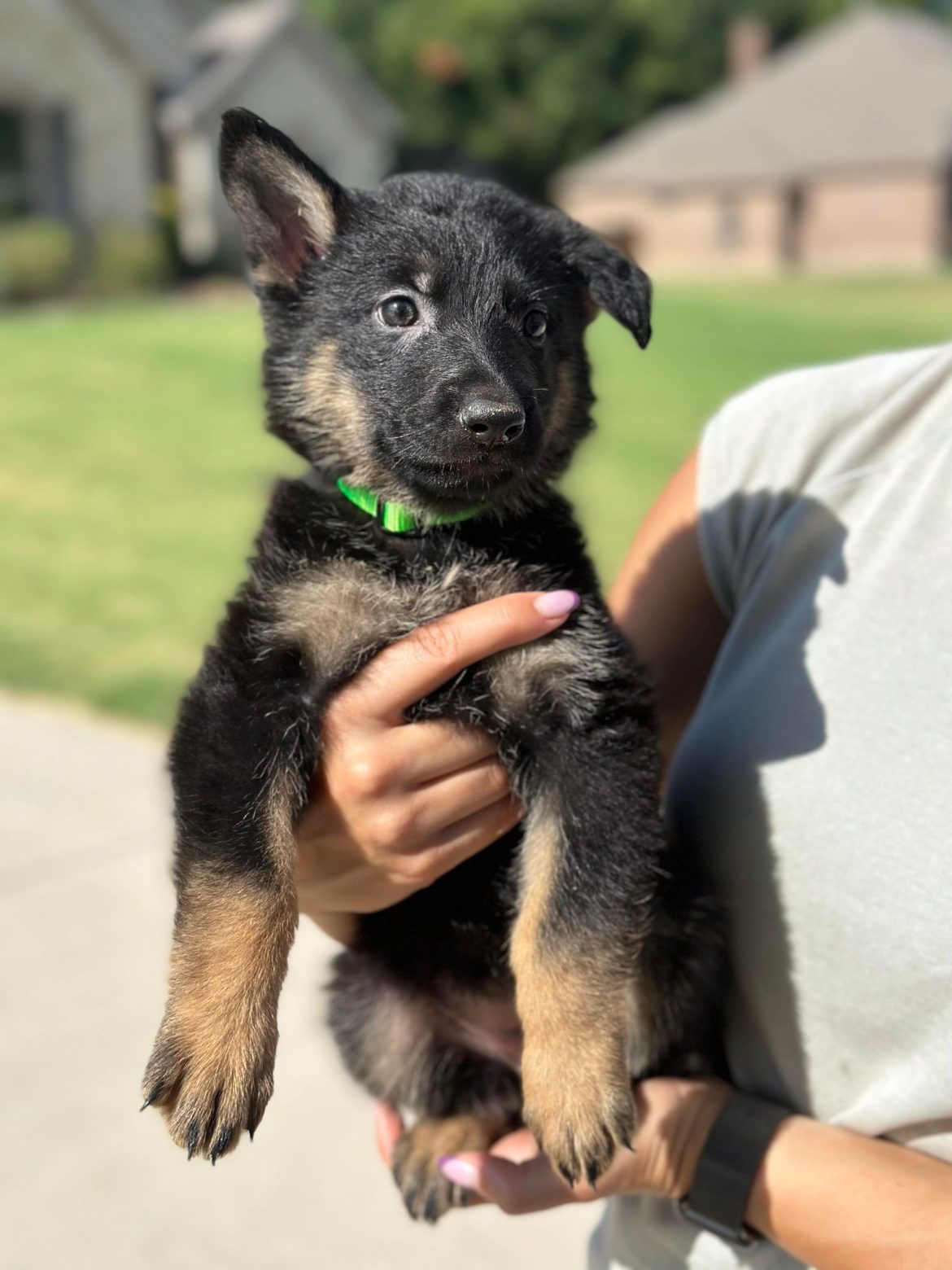 Czech German Shepherd Puppy for Protection