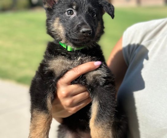 Czech German Shepherd Puppy for Protection