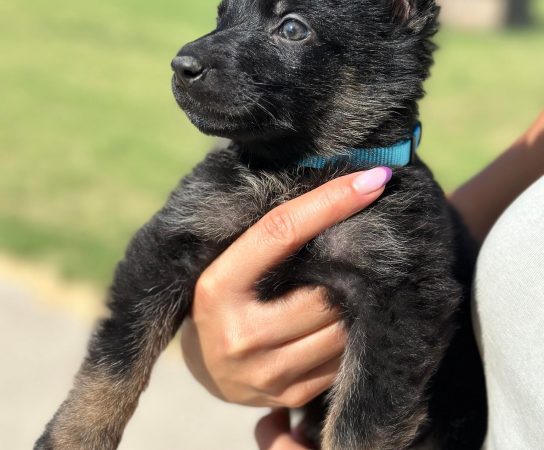 High Drive Working Line German Shepherd Puppies for Sale