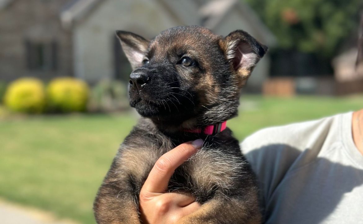 GSD For Sale— Or Another Protection Breed