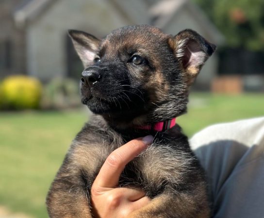 GSD For Sale— Or Another Protection Breed