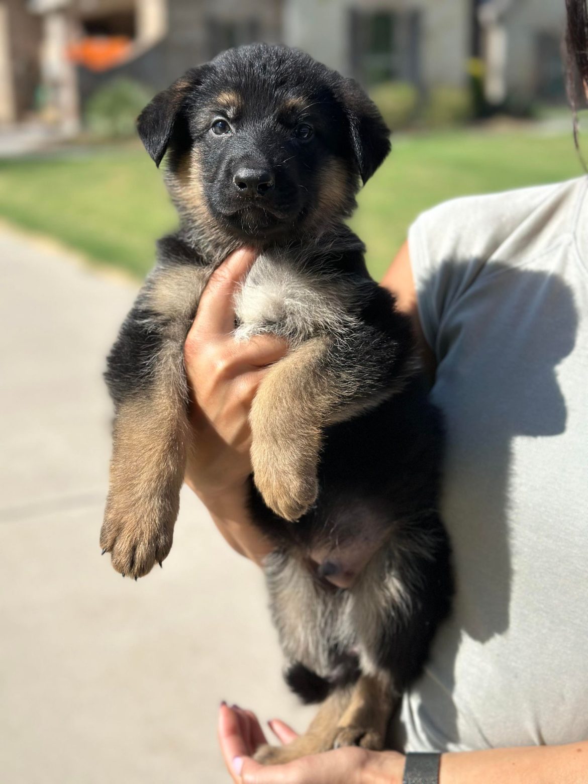 Short or Long Haired Czech German Shepherd Puppy in Schutzhund?