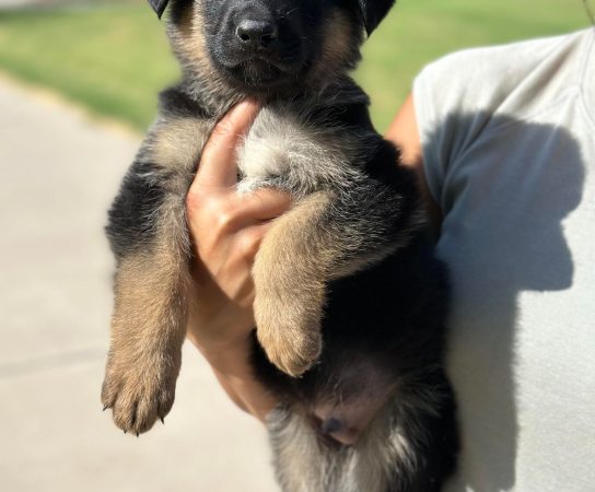 Short or Long Haired Czech German Shepherd Puppy in Schutzhund?