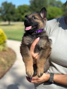 german_shepherd_puppy