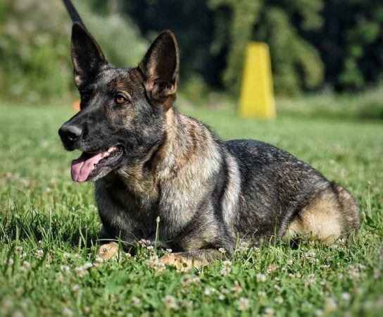 The Healthy Working Line German Shepherd