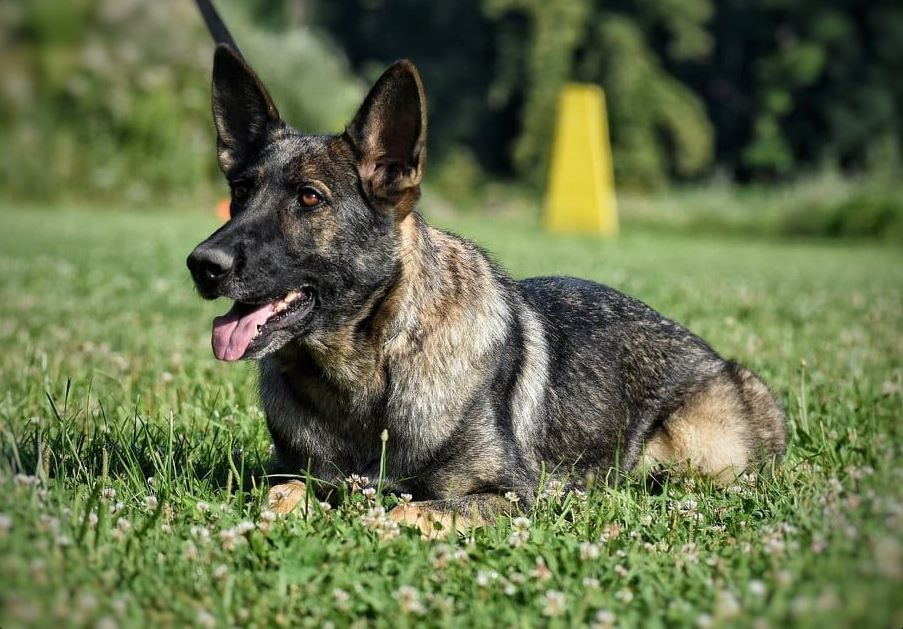 The Healthy Working Line German Shepherd