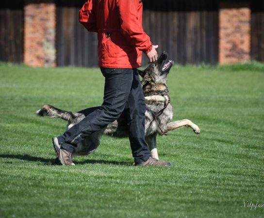 Which Working Line GSDs Are Best?