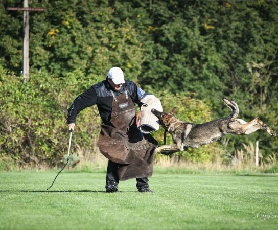 Training a Working Line German Shepherd to Heel