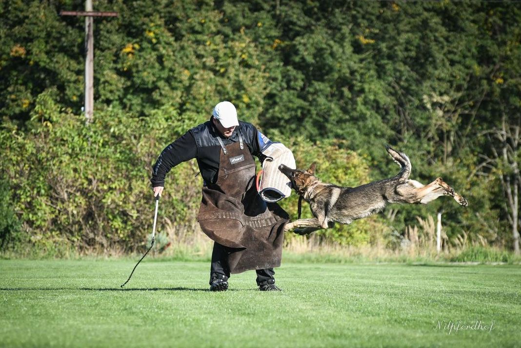 Common Schutzhund Terms Used in Training German Shepherd Dogs