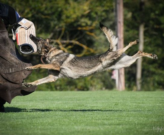 Supercharge Dog Breeding Through Epigenetics