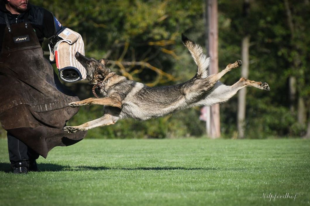 Supercharge Dog Breeding Through Epigenetics