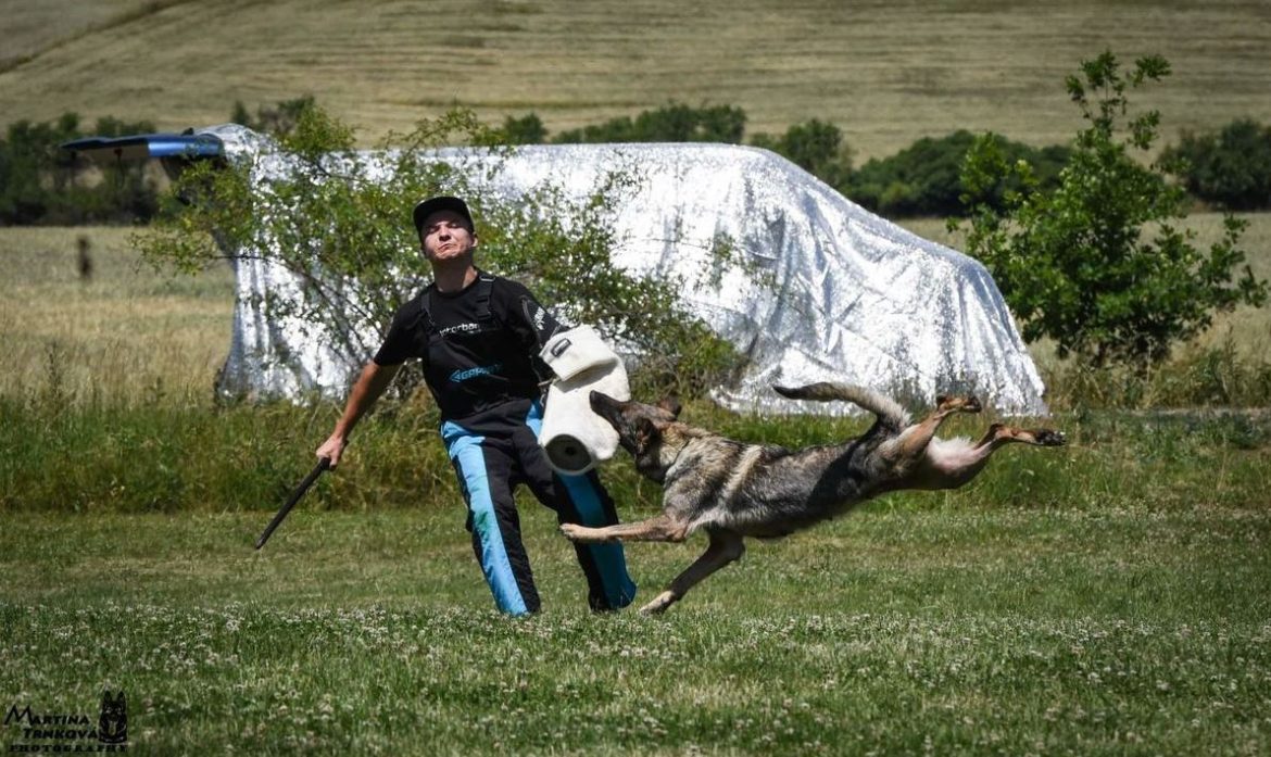 Slovakian Shepherds